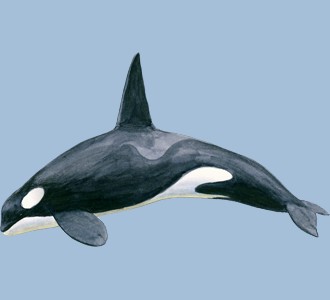 Recueillir un animal marin d'espèce orque